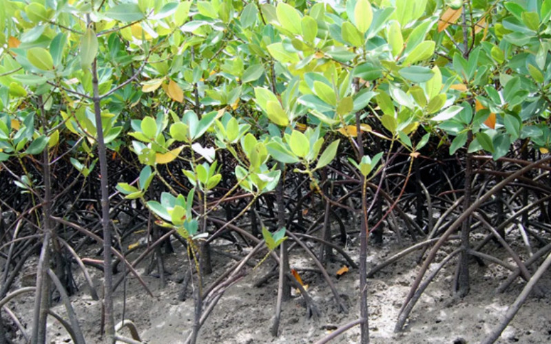 Planted Mangroves