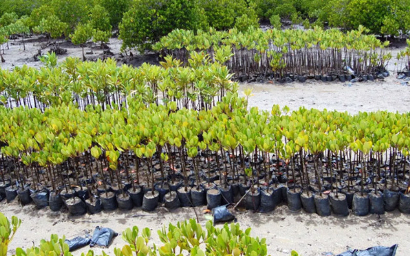 Mangrove trees waiting to be planted